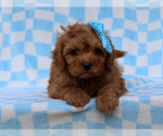 Small #2 Cavalier King Charles Spaniel-Poodle (Toy) Mix