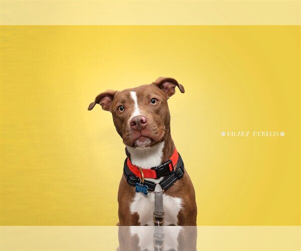 Medium Photo #1 American Pit Bull Terrier Puppy For Sale in Landenberg, PA, USA