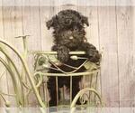 Small Photo #10 Poodle (Toy) Puppy For Sale in SHAWNEE, OK, USA