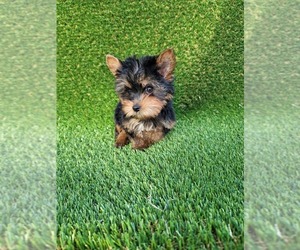 Yorkshire Terrier Puppy for Sale in SAN JACINTO, California USA