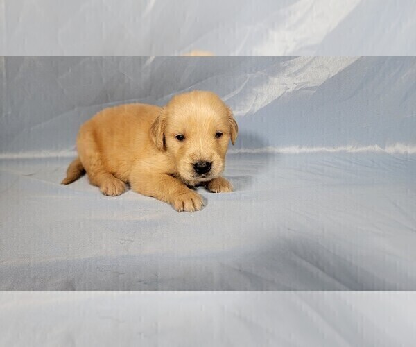 Medium Photo #9 Golden Retriever Puppy For Sale in FALCON, CO, USA