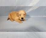 Small Photo #29 Golden Retriever Puppy For Sale in FALCON, CO, USA