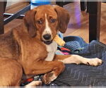 Small #1 Retriever  Mix