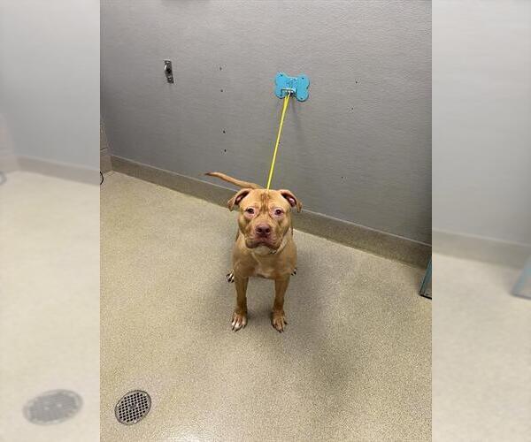 Medium Photo #1 Mutt Puppy For Sale in Las Vegas, NV, USA