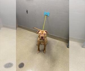 Mutt Dogs for adoption in Las Vegas, NV, USA