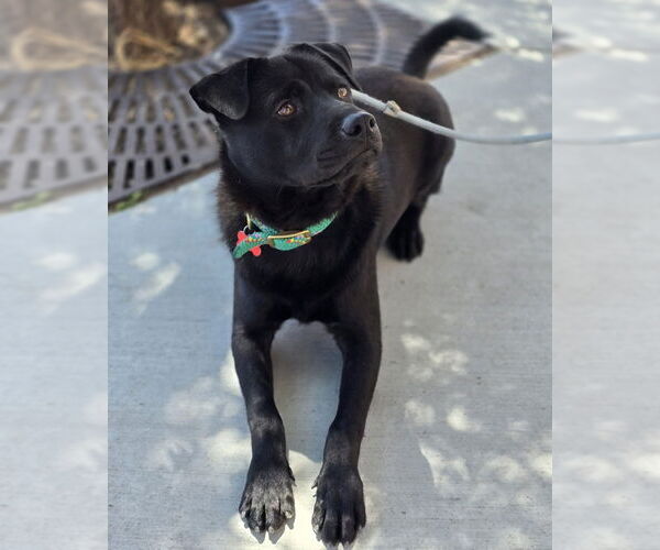 Medium Photo #27 Chinese Shar-Pei-Labrador Retriever Mix Puppy For Sale in Lakewood, CO, USA