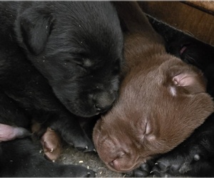 Labrador Retriever Puppy for sale in LONE ROCK, WI, USA