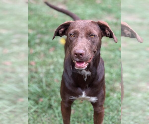 Medium Photo #2 Labrador Retriever-Unknown Mix Puppy For Sale in Ocean Springs, MS, USA