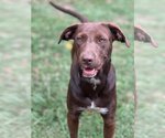 Small #1 Labrador Retriever Mix