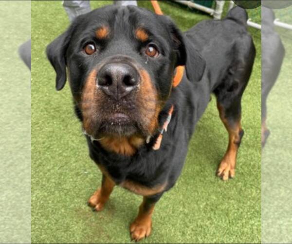 Medium Photo #2 Rottweiler Puppy For Sale in Hillsboro, NH, USA