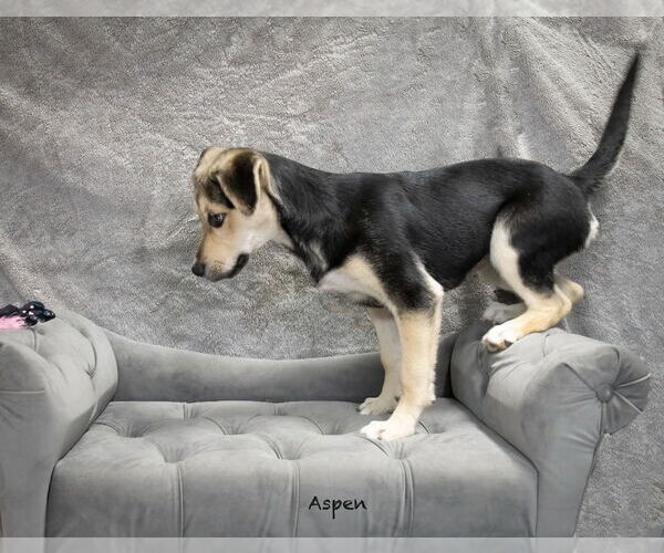 Medium Photo #3 Mutt Puppy For Sale in Hot Springs Village, AR, USA