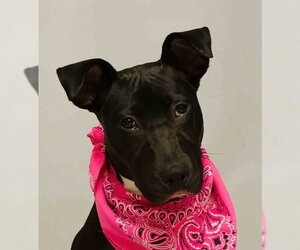 Labrador Retriever-Unknown Mix Dogs for adoption in Sanford, FL, USA