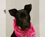 Small Labrador Retriever Mix