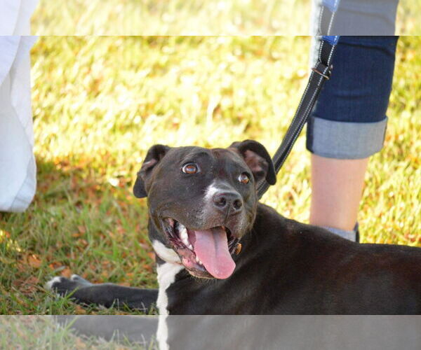 Medium Photo #20 American Pit Bull Terrier-Unknown Mix Puppy For Sale in Germantown, OH, USA