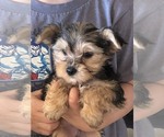 Small Photo #1 Yorkshire Terrier Puppy For Sale in HESPERIA, CA, USA