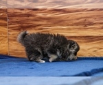Teddy - Male Pomsky Puppy for Sale - Photo #3