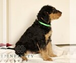 Small #2 Airedale Terrier