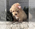 Small #19 Poodle (Toy)