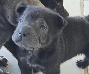 Medium Chinese Shar-Pei