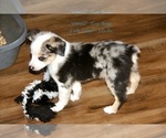 Small Photo #5 Aussie-Corgi Puppy For Sale in LIND, WA, USA