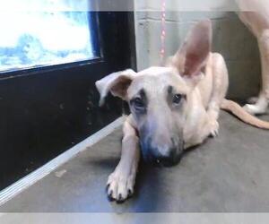 German Shepherd Dog-Unknown Mix Dogs for adoption in Tulsa, OK, USA