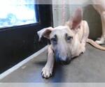 Small German Shepherd Dog Mix