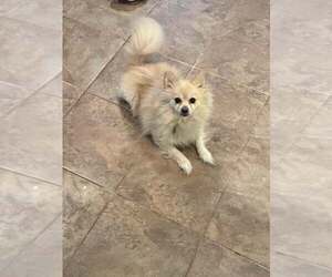 Pomeranian Dogs for adoption in Jackson Township, NJ, USA