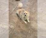 Small Pomeranian