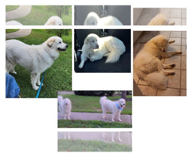 Medium Photo #3 Great Pyrenees Puppy For Sale in Houston, TX, USA