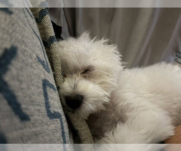 Medium Photo #4 Maltipoo (Miniature) Puppy For Sale in Katy, TX, USA
