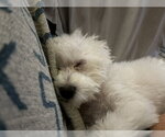 Small Photo #4 Maltipoo (Miniature) Puppy For Sale in Katy, TX, USA