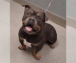 Small Bulldog Mix