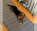 Small Photo #3 Beagle Puppy For Sale in Crystal, MN, USA