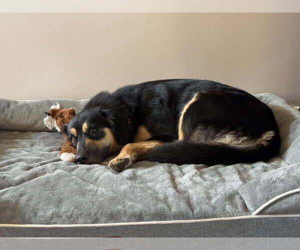 Medium Photo #4 Australian Shepherd-Unknown Mix Puppy For Sale in Mechanicsburg, PA, USA