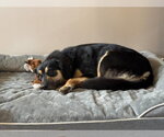 Small #3 Australian Shepherd Mix