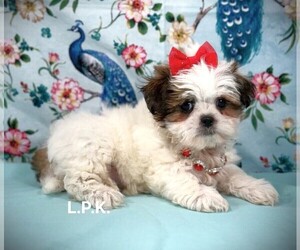 Mal-Shi Puppy for sale in WINNSBORO, LA, USA