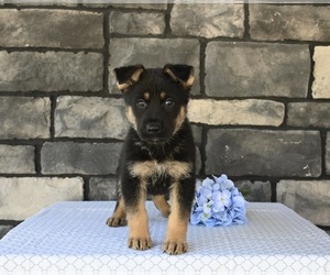 German Shepherd Dog Puppy for sale in MILLERSBURG, OH, USA