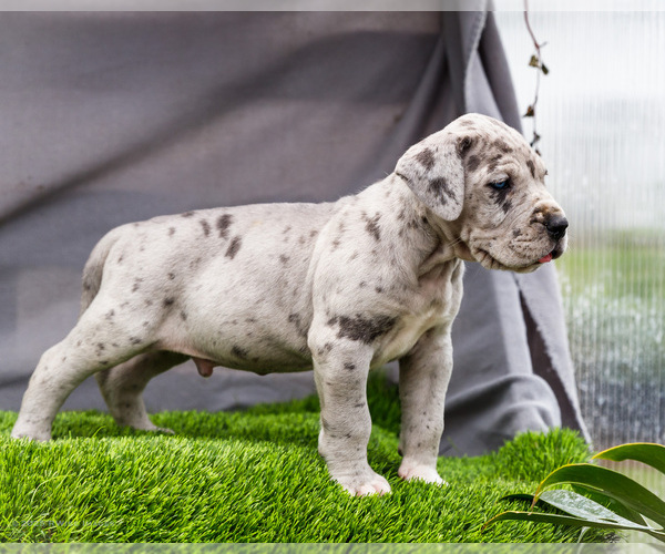 Medium Photo #5 Great Dane Puppy For Sale in WAKARUSA, IN, USA
