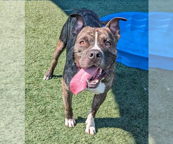 Medium Photo #8 Labrador Retriever-Unknown Mix Puppy For Sale in Rockwall, TX, USA