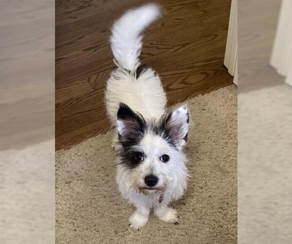 Medium Photo #3 Mutt Puppy For Sale in Oakley, CA, USA