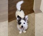 Small #2 Mutt