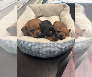 Dachshund Puppy for sale in MORRISVILLE, NC, USA