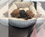 Small Dachshund