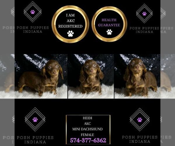 Medium Photo #2 Dachshund Puppy For Sale in WARSAW, IN, USA
