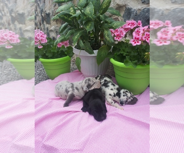 Medium Photo #1 Great Dane Puppy For Sale in SHIPSHEWANA, IN, USA