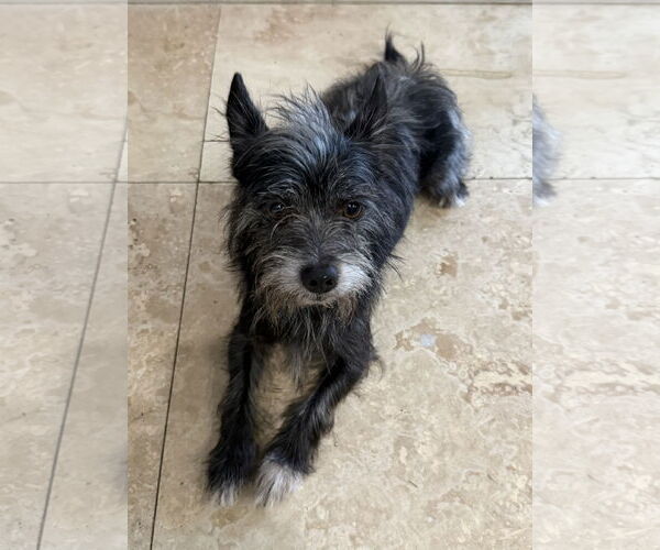 Medium Photo #4 Mutt Puppy For Sale in Boca Raton, FL, USA