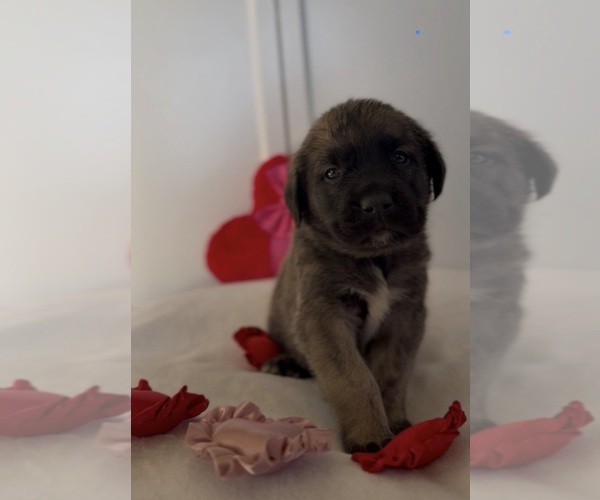 Medium Photo #45 Mastiff-Pyrenean Mastiff Mix Puppy For Sale in RHOME, TX, USA