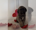 Small Photo #45 Mastiff-Pyrenean Mastiff Mix Puppy For Sale in RHOME, TX, USA