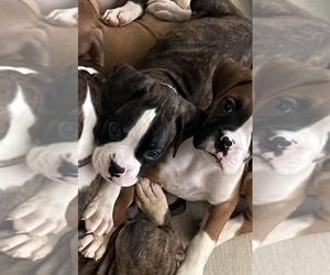 Boxer Litter for sale in APPLE VALLEY, CA, USA