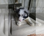 Puppy Puppy Female 2 Australian Shepherd